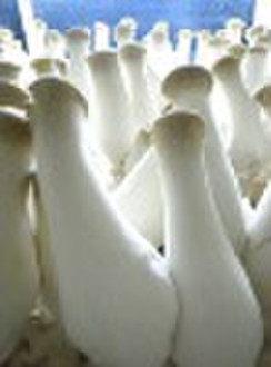 Pleurotus