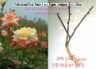 rose plants from original china rose nurseries