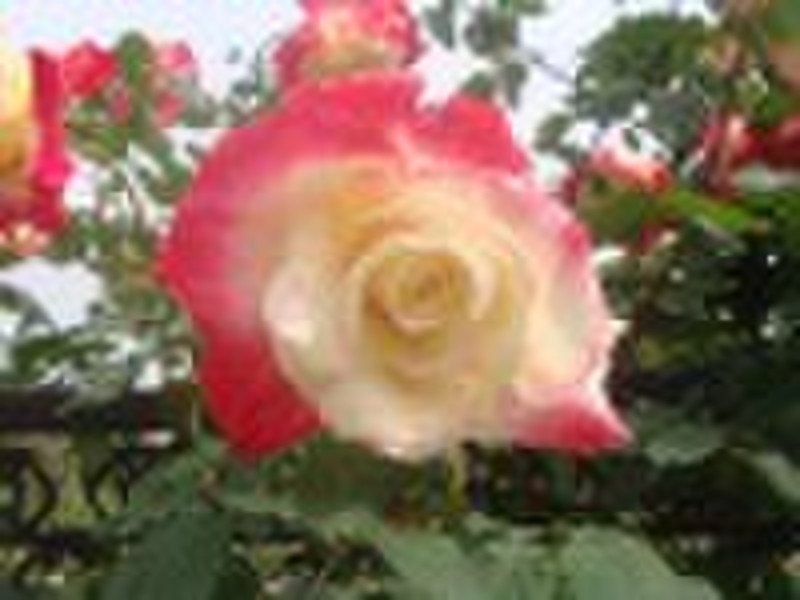 Double Delight  -hybrid tea rose