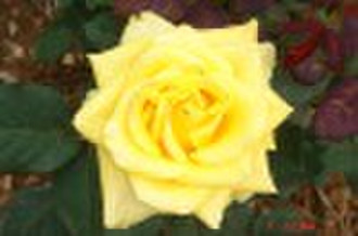 yellow peace  - rose seedling