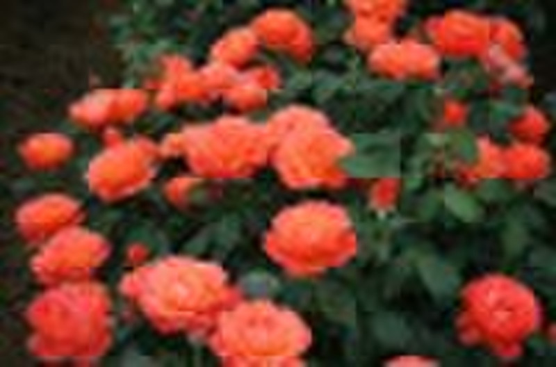 red congrong  -floribunda rose seedling