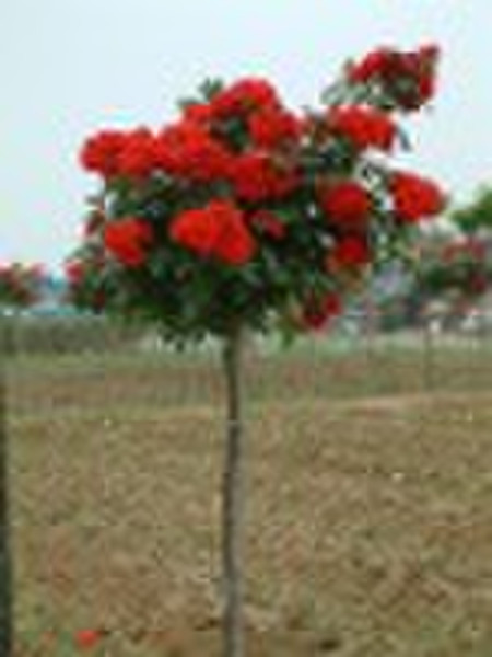 tree roses standard from china rose nurseries