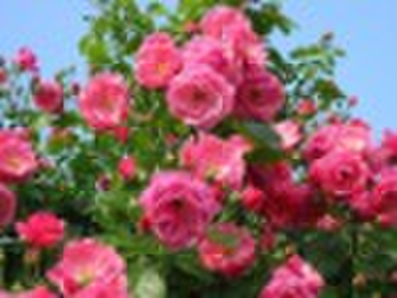 Angela-climbing rose plants