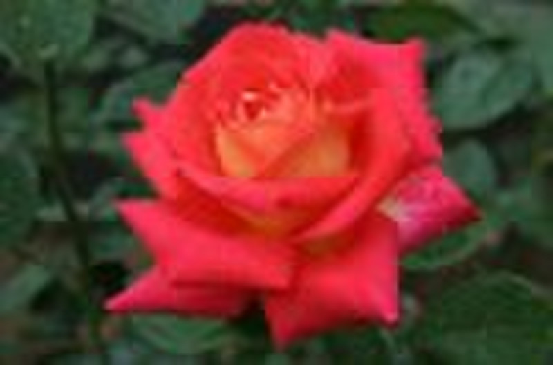 beautiful and cheap china rose plants from origina