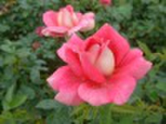 Rose plants and rose bushes from china rose nurser