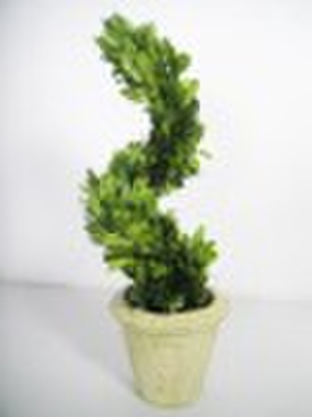 decorative preserved boxwood spiral