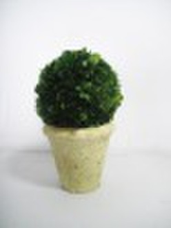 preserved half boxwood ball with pot,topiary