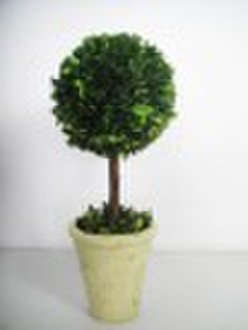 preserved boxwood ball with clay pot