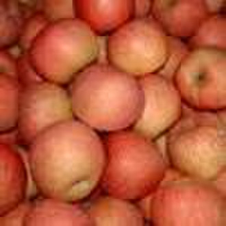 Fresh Apple(No:czfs001)