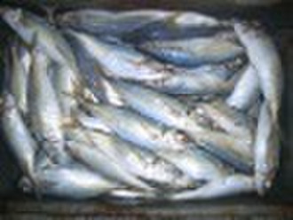 mackerel,horse mackerel,frozen mackerel