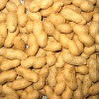 Roasted Groundnut in shell