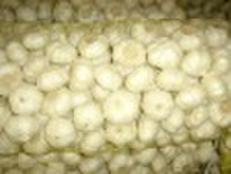 Pure White Garlic