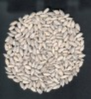 Sunflower seed kernel