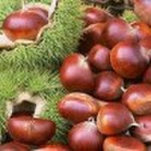 fresh chestnut