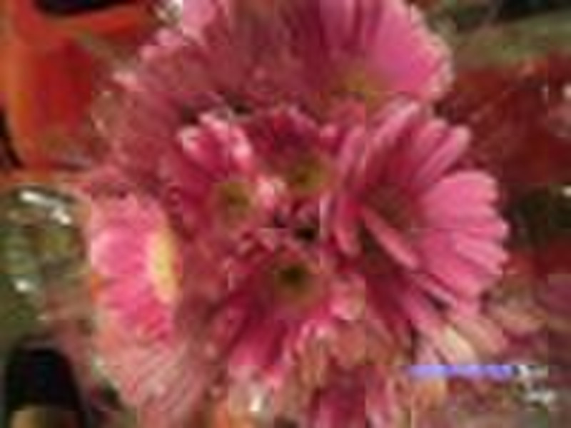 Gerbera Fresh Cut Flower