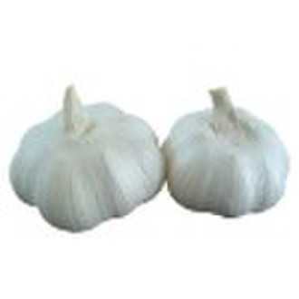 White garlic