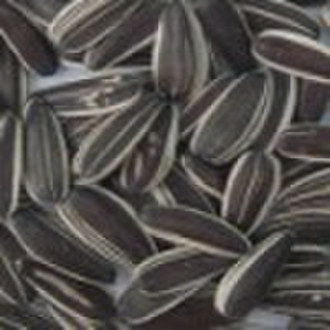 Sunflower seeds 5009