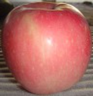 fuji apple