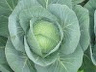 Fresh cabbage