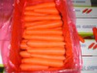 carrot