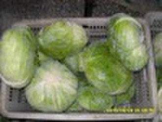 fresh flat cabbage