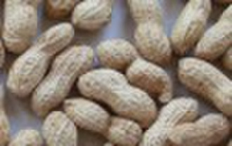 Peanut in Shell (Groundnut in Shell)