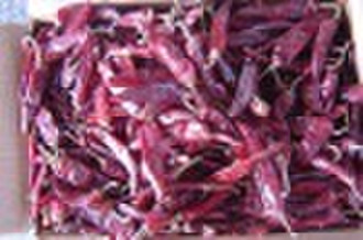 JINTA CHILLI