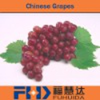 新中国的葡萄
