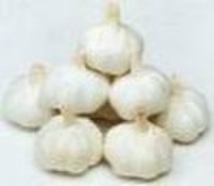 China garlic