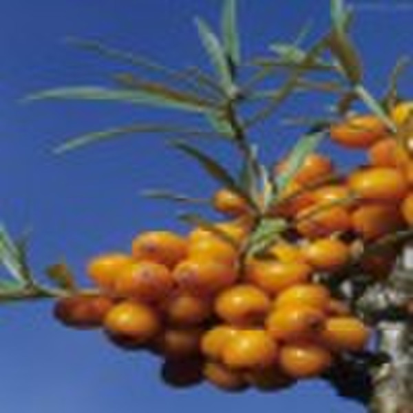 Seabuckthorn Seed Oil