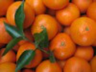 Frische süße Mandarine