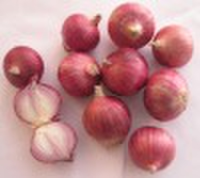 Chinese Onion Shallot