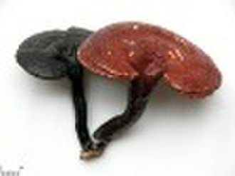 Reishi Mushroom P.E.