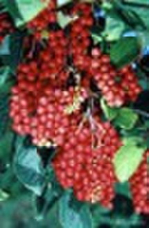 Schisandra Chinese P.E