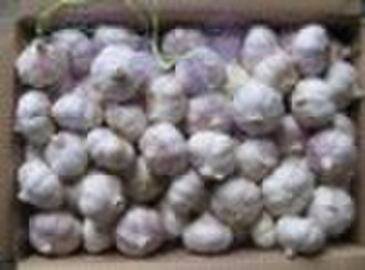 Normal White and Pure White Garlic