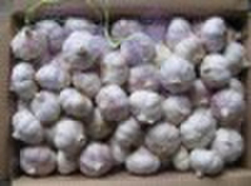 Normal White and Pure White Garlic