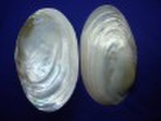 freshwater shell