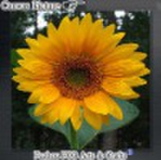 Sunflower canvas pictures