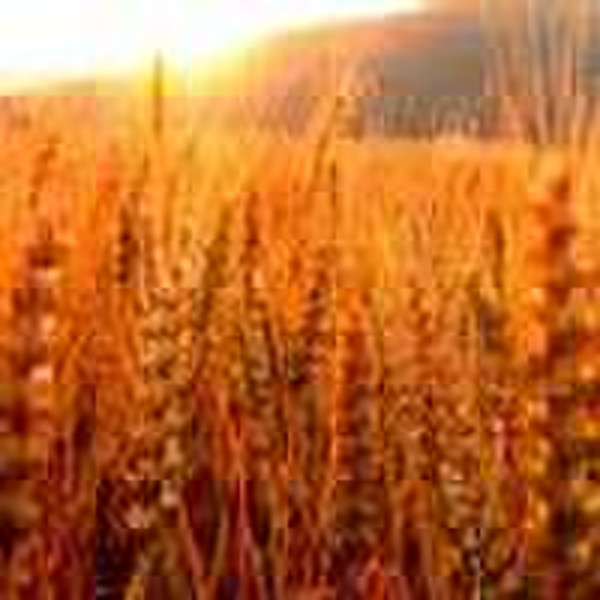 Eco-solvent matte pp paper