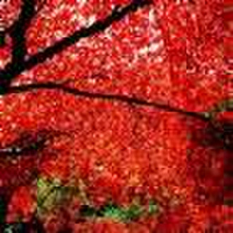 Eco-solvent glossy pp paper