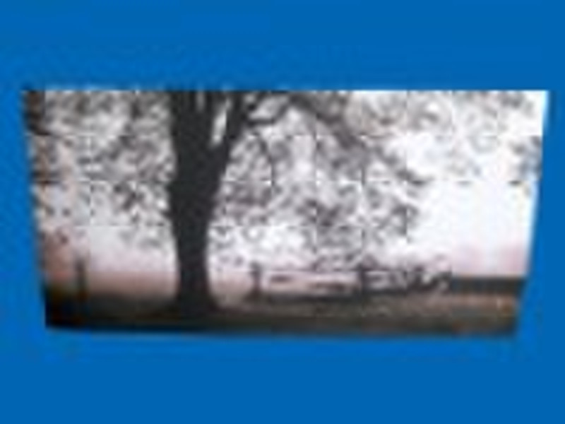 Realist tree canvas photos