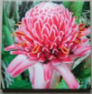 flower digital prints