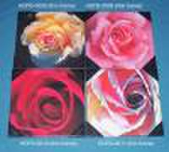4 flower Canvas Art Work