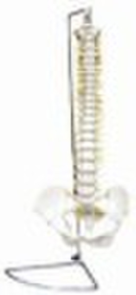vertebral column ,spine with pelvis model
