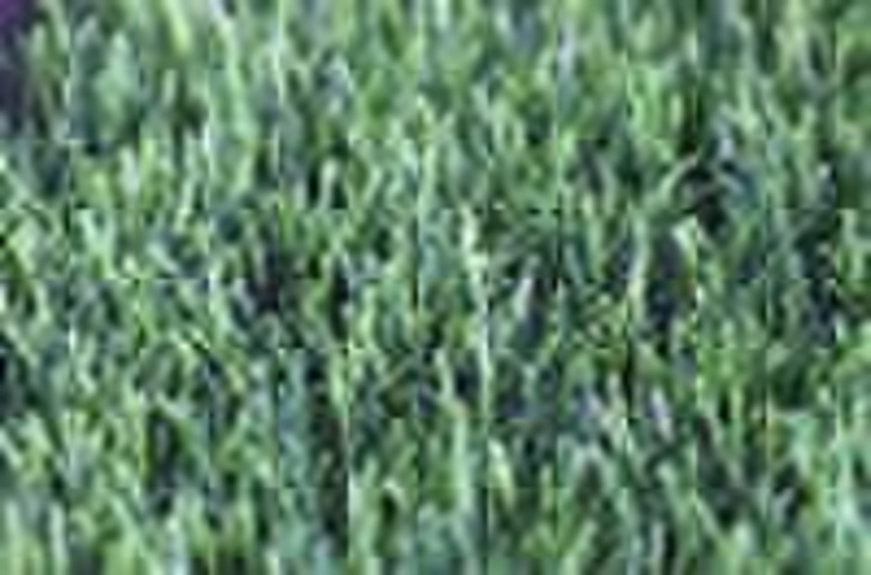 CCG Synthetic Grass PrimeSM