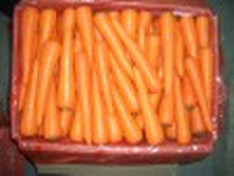 fresh carrot