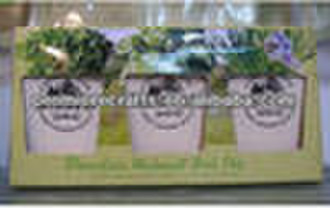 six different seeds herb pot