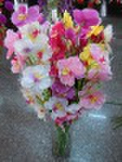 Seven head phalaenopsis amabilis flower