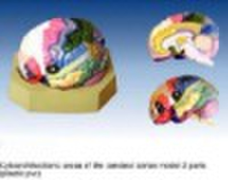 Cerebral Cortex Model for Pharmaceutical Promotion