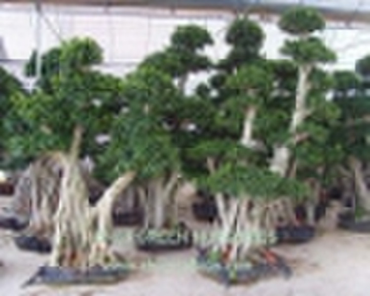 Ficus microcarpa, ficus bonsai tree